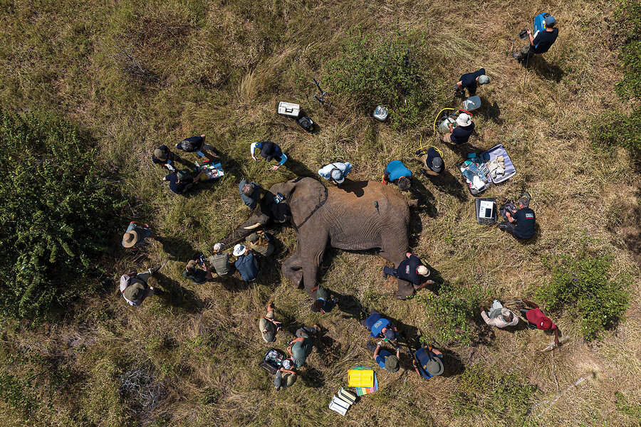 Operation Frozen Dumbo helps elephants survive - CSMonitor.com